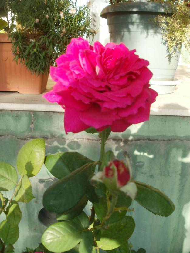 Name:  P1010012a.jpg
Views: 390
Size:  71.4 KB