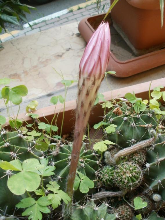 Name:  P1010067a.jpg
Views: 373
Size:  74.6 KB