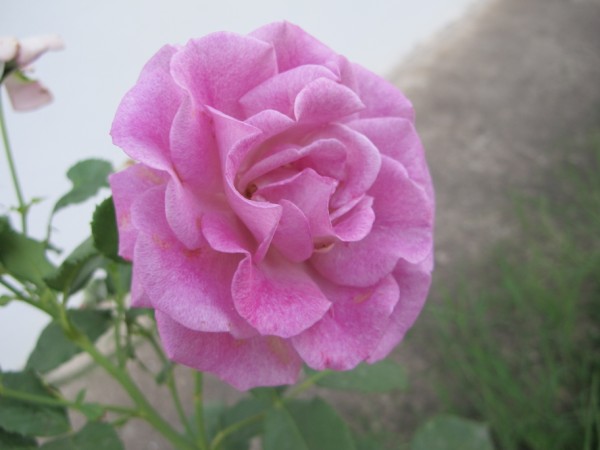 Name:  IMG_4850 (600 x 450).jpg
Views: 764
Size:  42.5 KB