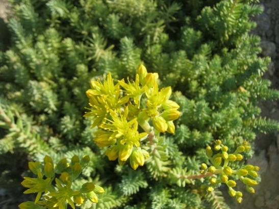 Name:  sedum reflexum.jpg
Views: 1268
Size:  44.8 KB