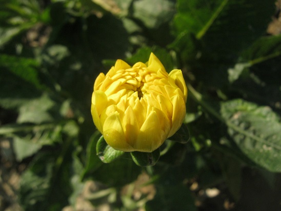 Name:  dahlia 1.jpg
Views: 1239
Size:  65.7 KB