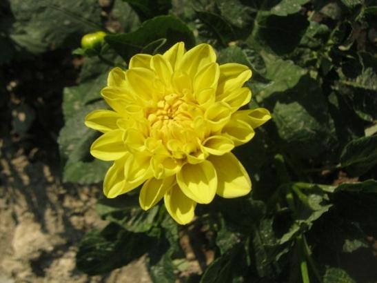 Name:  dahlia.jpg
Views: 1246
Size:  32.2 KB