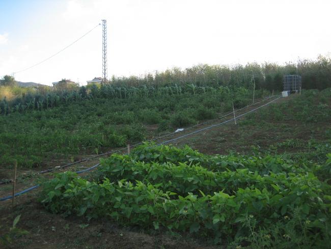 Name:  29 haziran 013.jpg
Views: 1841
Size:  44.9 KB