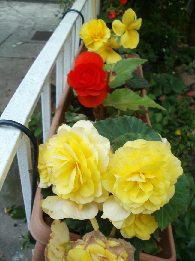 Name:  P1010040a.jpg
Views: 343
Size:  64.6 KB