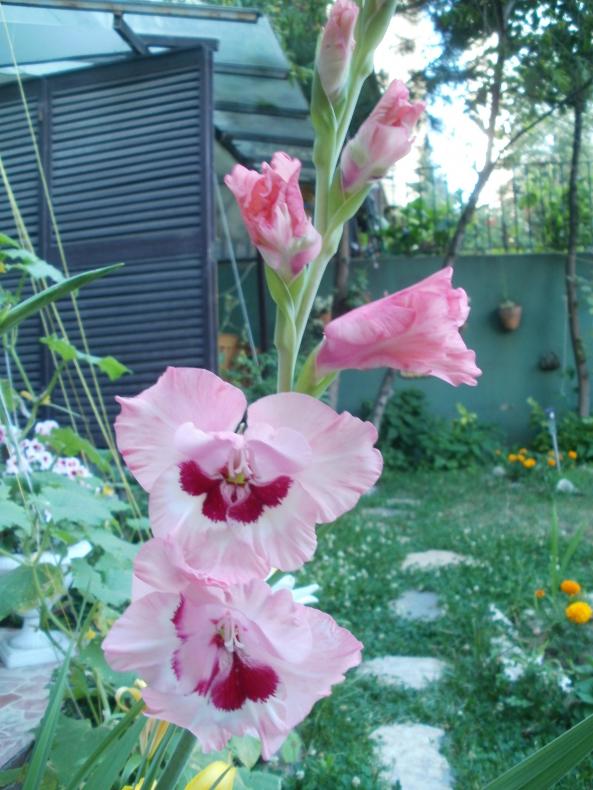 Name:  P1010086a.jpg
Views: 329
Size:  73.8 KB