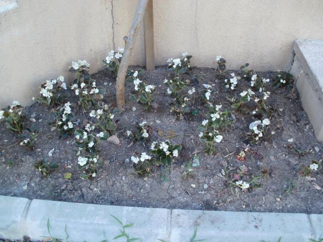 Name:  P1010145a.jpg
Views: 327
Size:  64.1 KB
