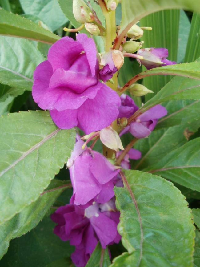 Name:  P1010150a.jpg
Views: 328
Size:  66.9 KB