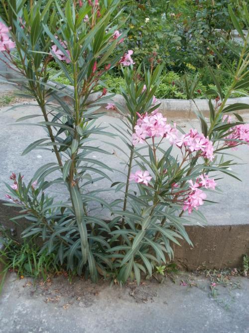 Name:  P1010113a.jpg
Views: 357
Size:  75.1 KB