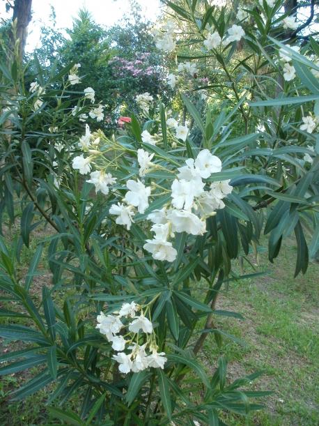 Name:  P1010118a.jpg
Views: 335
Size:  74.8 KB