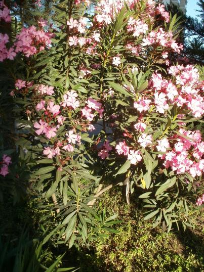 Name:  P1010141a.jpg
Views: 336
Size:  77.2 KB