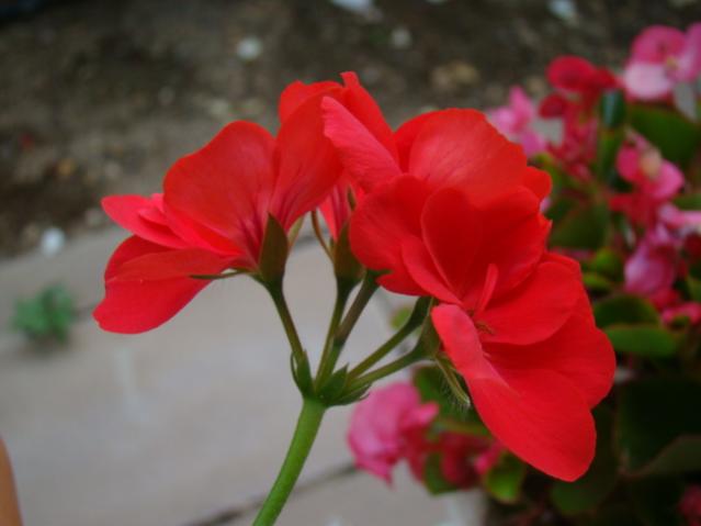 Name:  DSC01467.jpg
Views: 944
Size:  24.8 KB