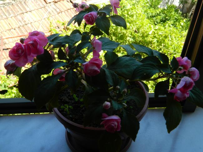 Name:  DSCN2024.jpg
Views: 425
Size:  55.2 KB