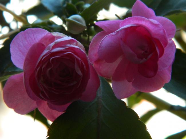 Name:  DSCN2023.jpg
Views: 446
Size:  33.0 KB
