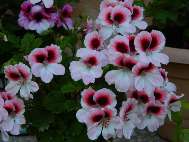 Name:  DSCN2028.jpg
Views: 428
Size:  48.1 KB