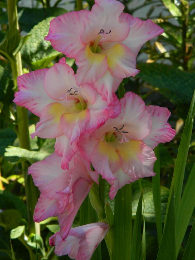 Name:  DSCN2032.jpg
Views: 425
Size:  60.5 KB