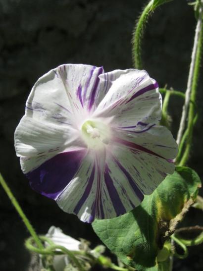 Name:  sabah s..jpg
Views: 1067
Size:  29.2 KB