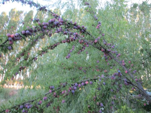 Name:  IMG_4659.jpg
Views: 620
Size:  63.6 KB