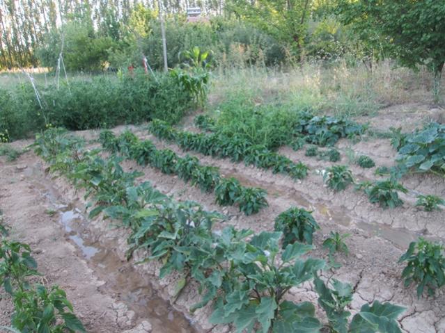 Name:  IMG_4670.jpg
Views: 601
Size:  67.5 KB