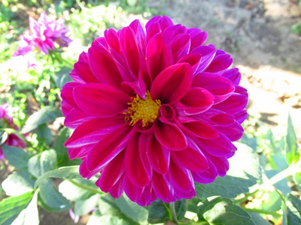 Name:  IMG_3496.jpg
Views: 1220
Size:  45.6 KB