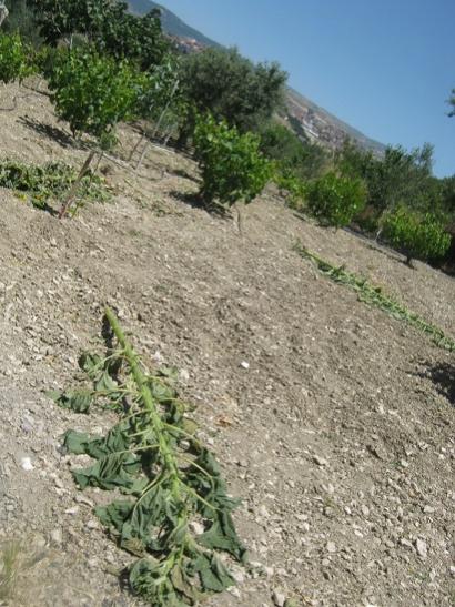 Name:  rzgarda devrilen ay ..jpg
Views: 1005
Size:  58.0 KB