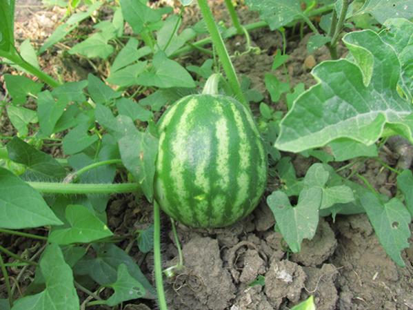 Name:  IMG_3540.jpg
Views: 1083
Size:  53.0 KB