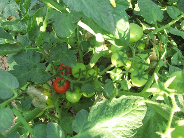 Name:  IMG_3537.jpg
Views: 1061
Size:  55.5 KB