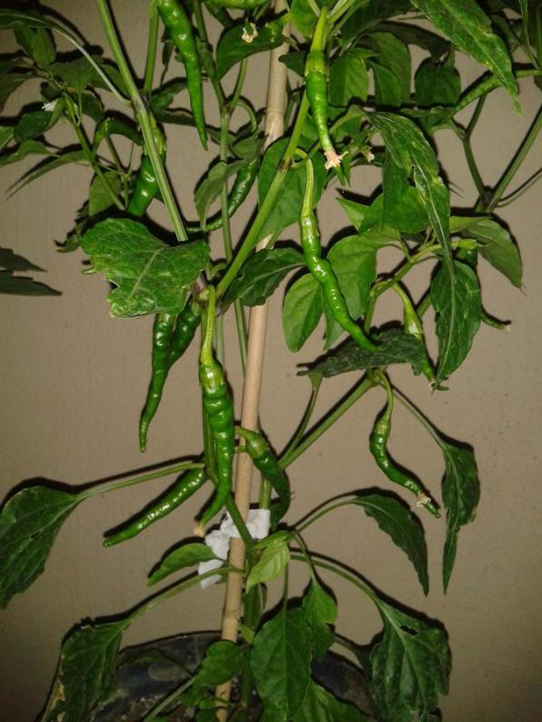 Name:  b2 krmz cayenne.jpg
Views: 735
Size:  73.0 KB