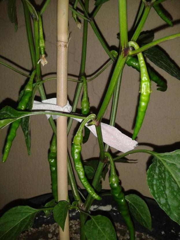 Name:  b1 krmz cayenne.jpg
Views: 749
Size:  70.8 KB