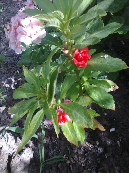 Name:  Fotoraf1345.jpg
Views: 349
Size:  75.1 KB