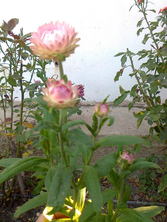 Name:  Fotoraf1438.jpg
Views: 380
Size:  74.6 KB