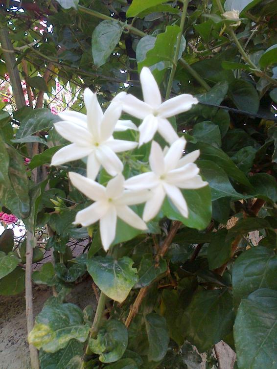 Name:  Fotoraf1397 - Kopya.jpg
Views: 360
Size:  73.4 KB