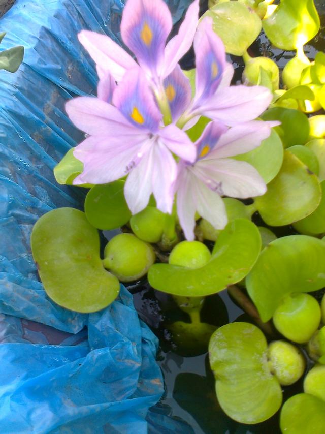 Name:  Fotoraf1392 - Kopya.jpg
Views: 358
Size:  70.1 KB