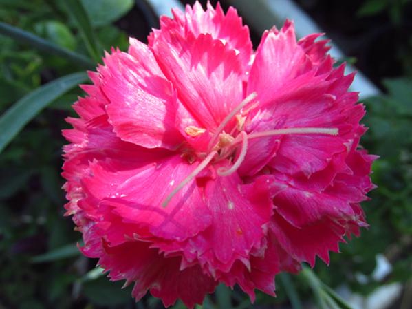 Name:  IMG_3601.jpg
Views: 899
Size:  37.8 KB