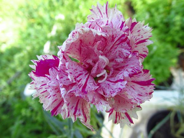 Name:  IMG_3603.jpg
Views: 929
Size:  44.2 KB