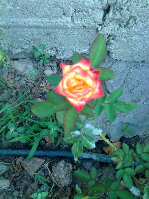Name:  Fotoraf1412 - Kopya.jpg
Views: 559
Size:  74.6 KB