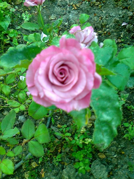 Name:  Fotoraf1423 - Kopya.jpg
Views: 568
Size:  75.5 KB