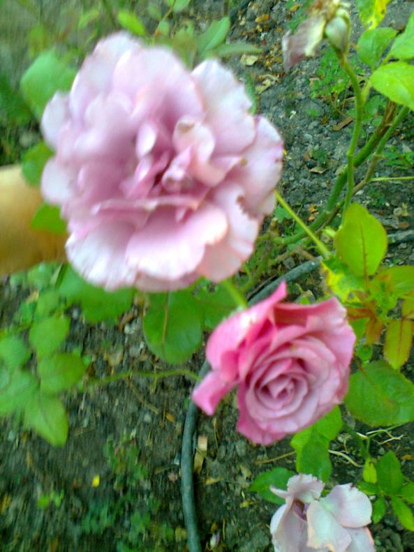 Name:  Fotoraf1420 - Kopya.jpg
Views: 558
Size:  72.7 KB