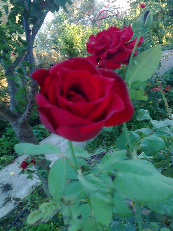Name:  Fotoraf1424 - Kopya.jpg
Views: 556
Size:  73.5 KB