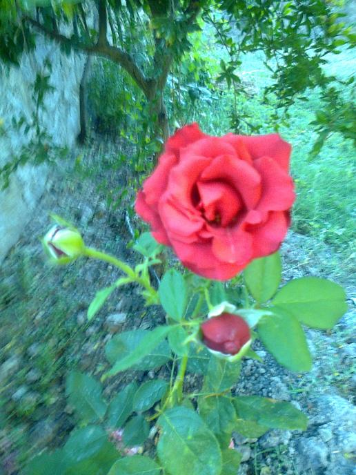 Name:  Fotoraf1411 - Kopya.jpg
Views: 571
Size:  73.9 KB