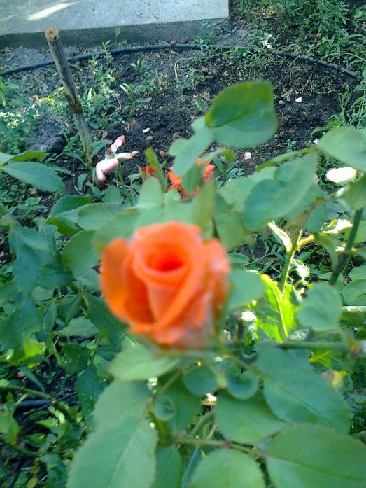 Name:  Fotoraf1439.jpg
Views: 551
Size:  75.0 KB
