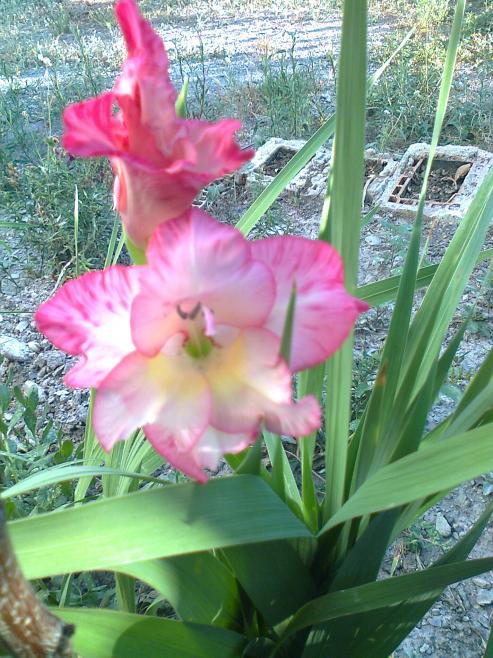 Name:  Fotoraf1442.jpg
Views: 550
Size:  75.4 KB