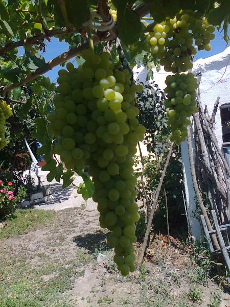 Name:  Fotoraf1447.jpg
Views: 632
Size:  76.9 KB