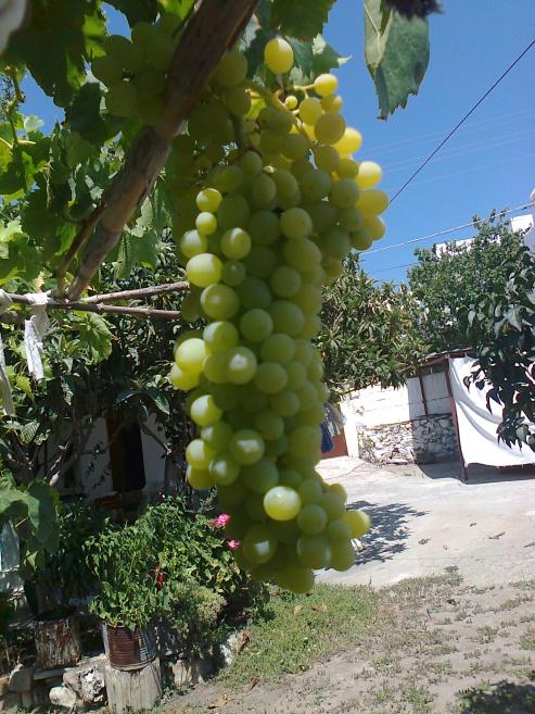Name:  Fotoraf1448.jpg
Views: 754
Size:  75.5 KB