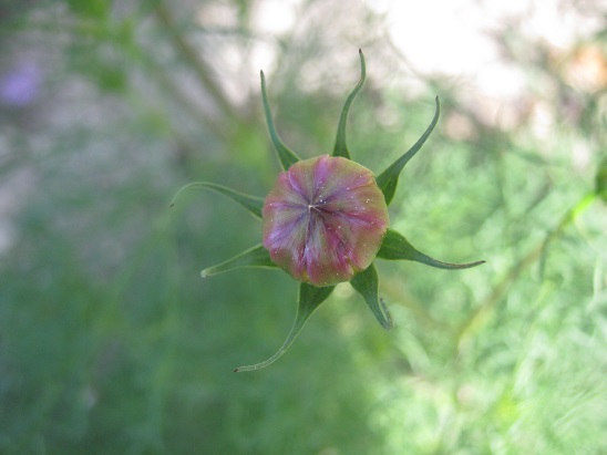 Name:  cosmos-tomurcuk.jpg
Views: 1083
Size:  56.5 KB