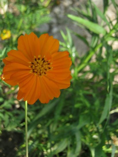 Name:  cosmos2.jpg
Views: 854
Size:  28.7 KB