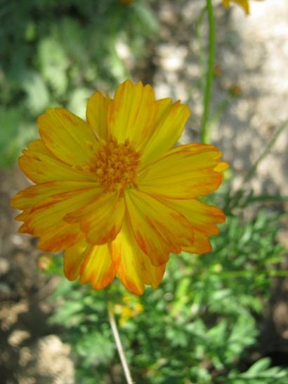 Name:  cosmos1.jpg
Views: 1106
Size:  29.2 KB