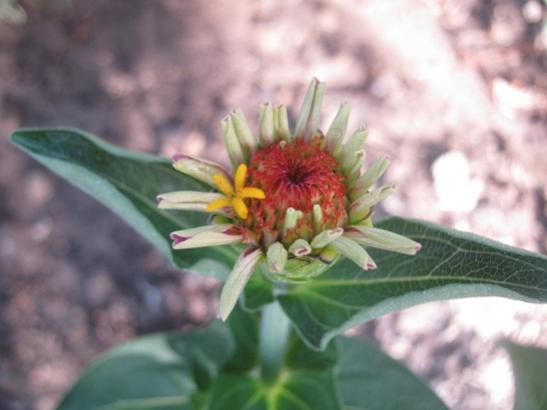 Name:  zinnia.jpg
Views: 1157
Size:  26.3 KB