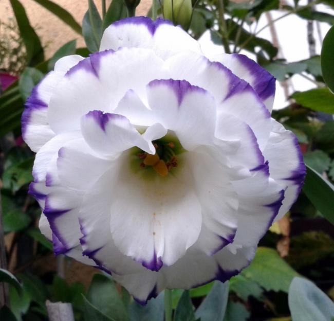 Name:  20140712_075203.jpg
Views: 812
Size:  43.7 KB