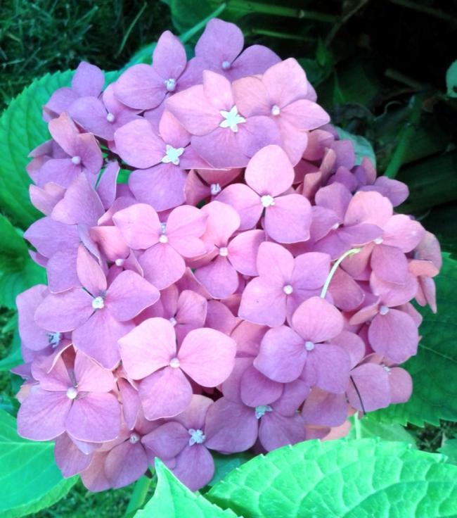 Name:  20140712_080318.jpg
Views: 603
Size:  66.6 KB
