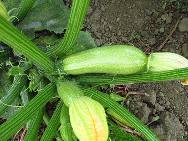 Name:  IMG_3645.jpg
Views: 1013
Size:  59.4 KB
